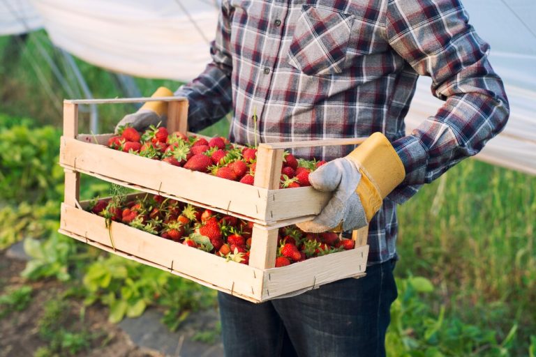 Oishii Raises $134M to Scale Vertical Strawberry Farms